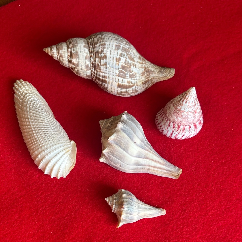 Assorted Seashell Collection